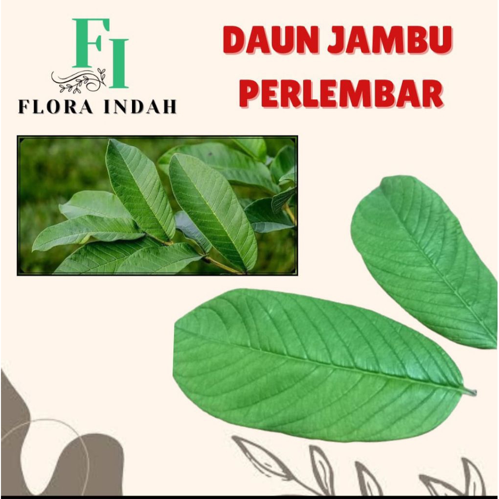 

DAUN JAMBU SEGAR ORGANIK HERBAL PER LEMBAR PETIK SAAT ADA ORDER