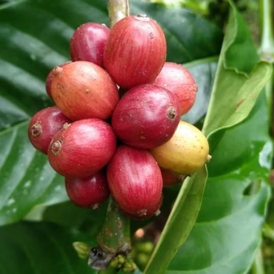 

Ceri Merah/Petik Merah baru panen 1kg. Robusta Pupuan-Bali