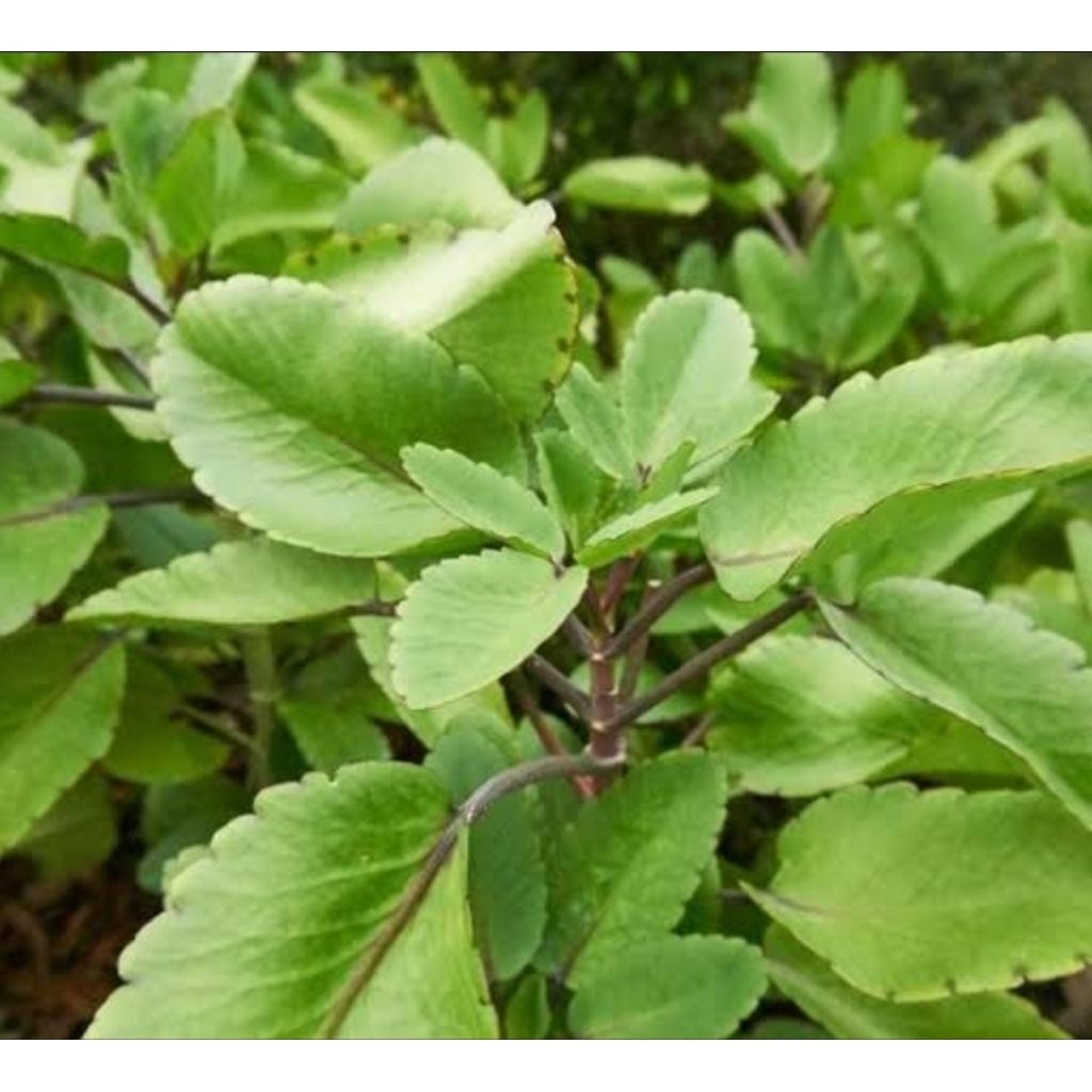 

Daun sosor bebek atau cocor bebek segar petik langsung 500 gram-az