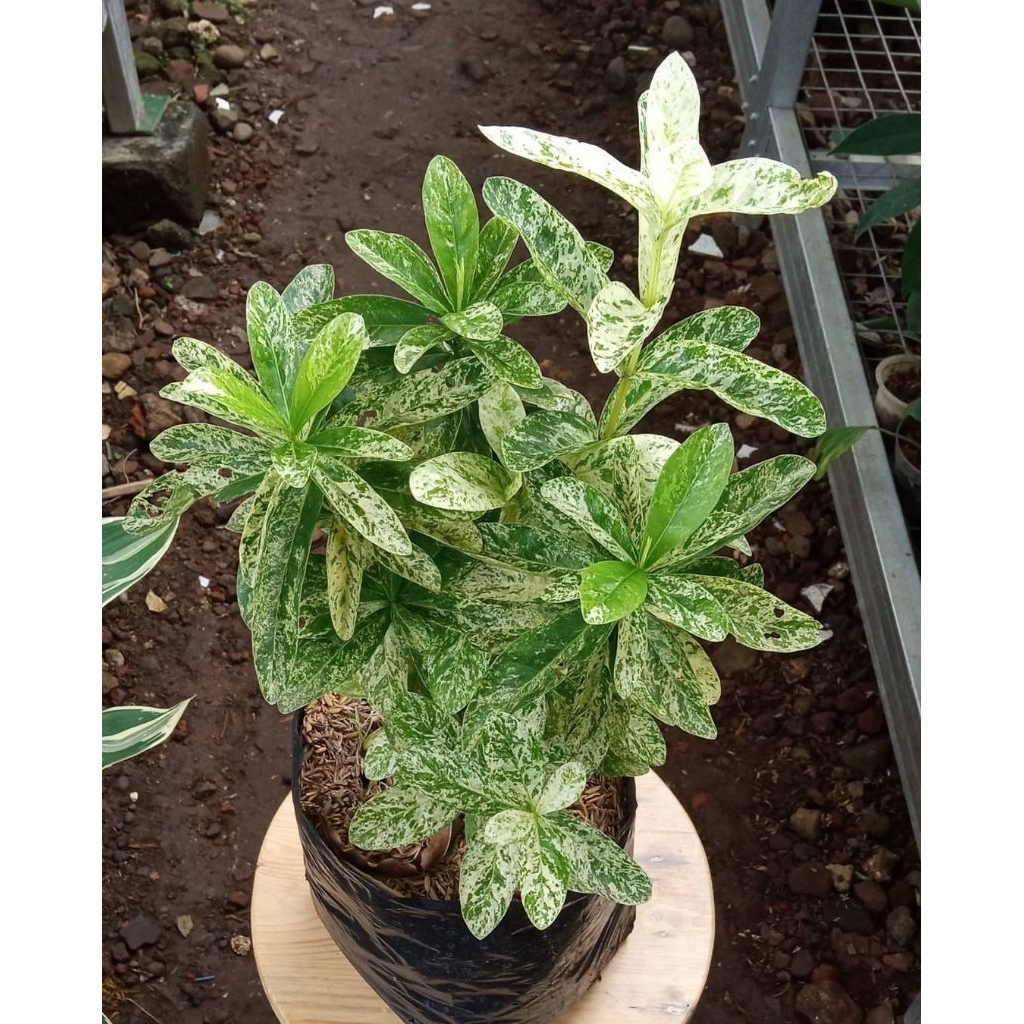Tanaman hias asoka varigata - tanaman asoka variegata - tanaman indoor dan outdoor