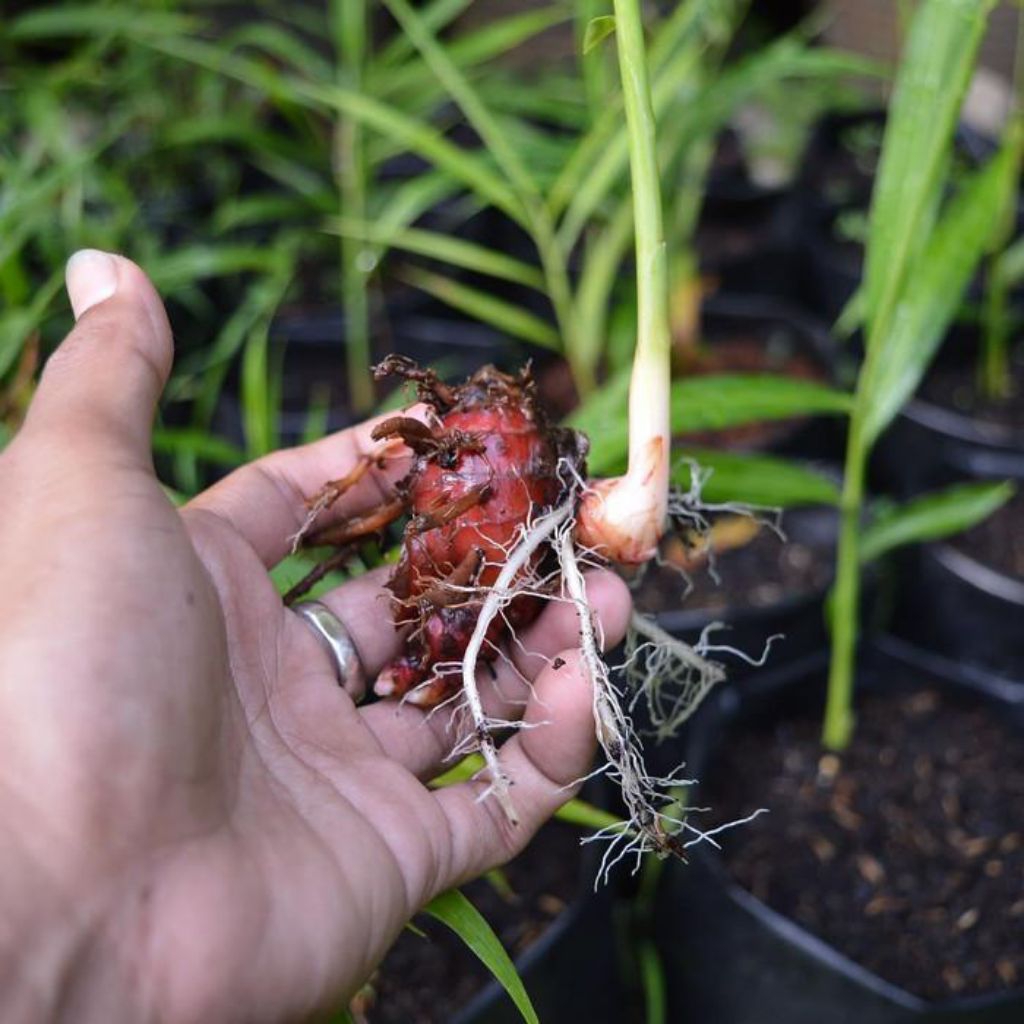 

Bibit jahe merah/putih siap tanam 1pcs