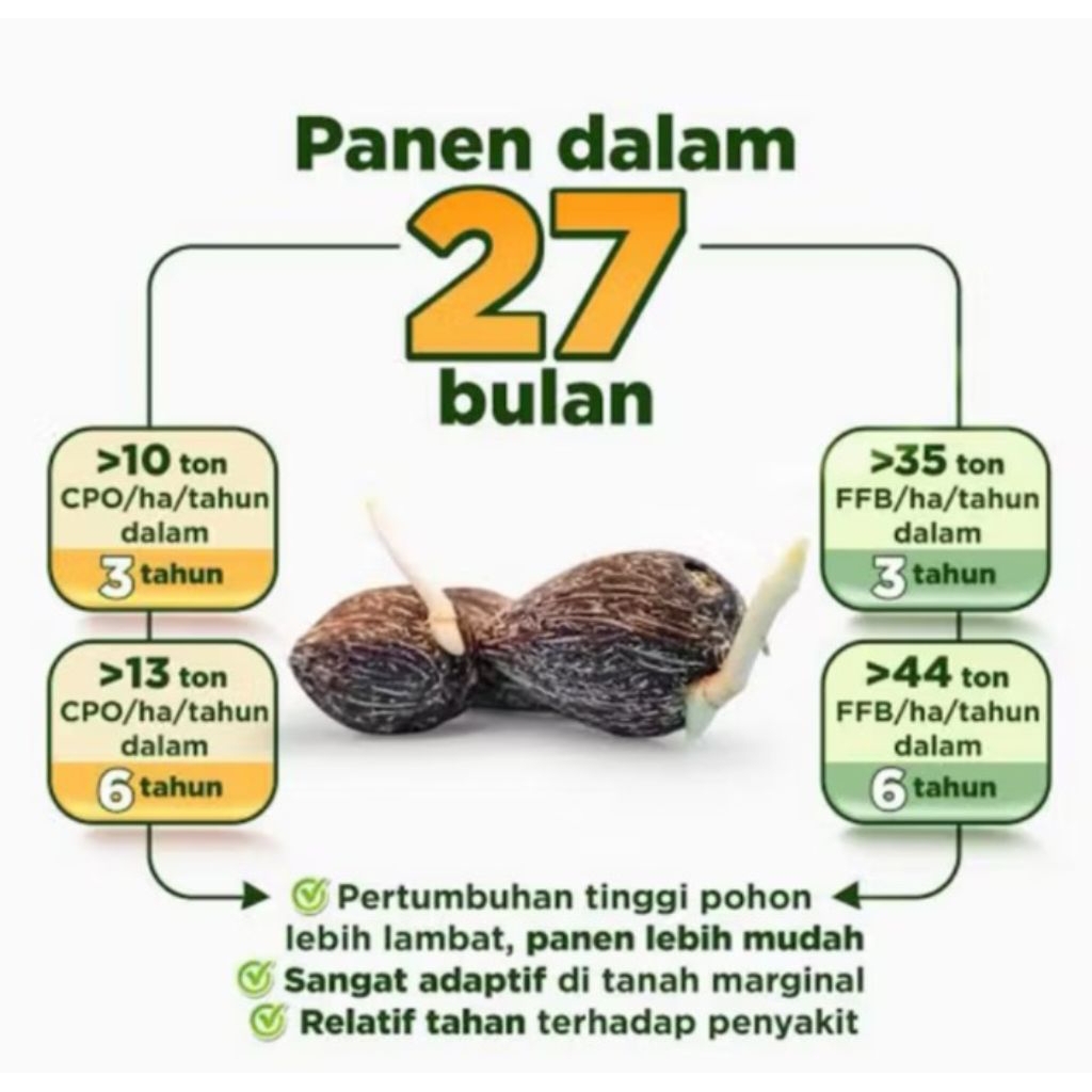 Harga Eceran 9000/butir Benih Biji Sawit DxP SRIWIJAYA 5 Original