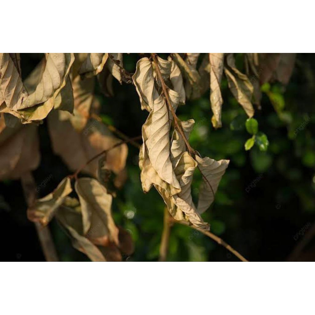 

daun rambutan kering