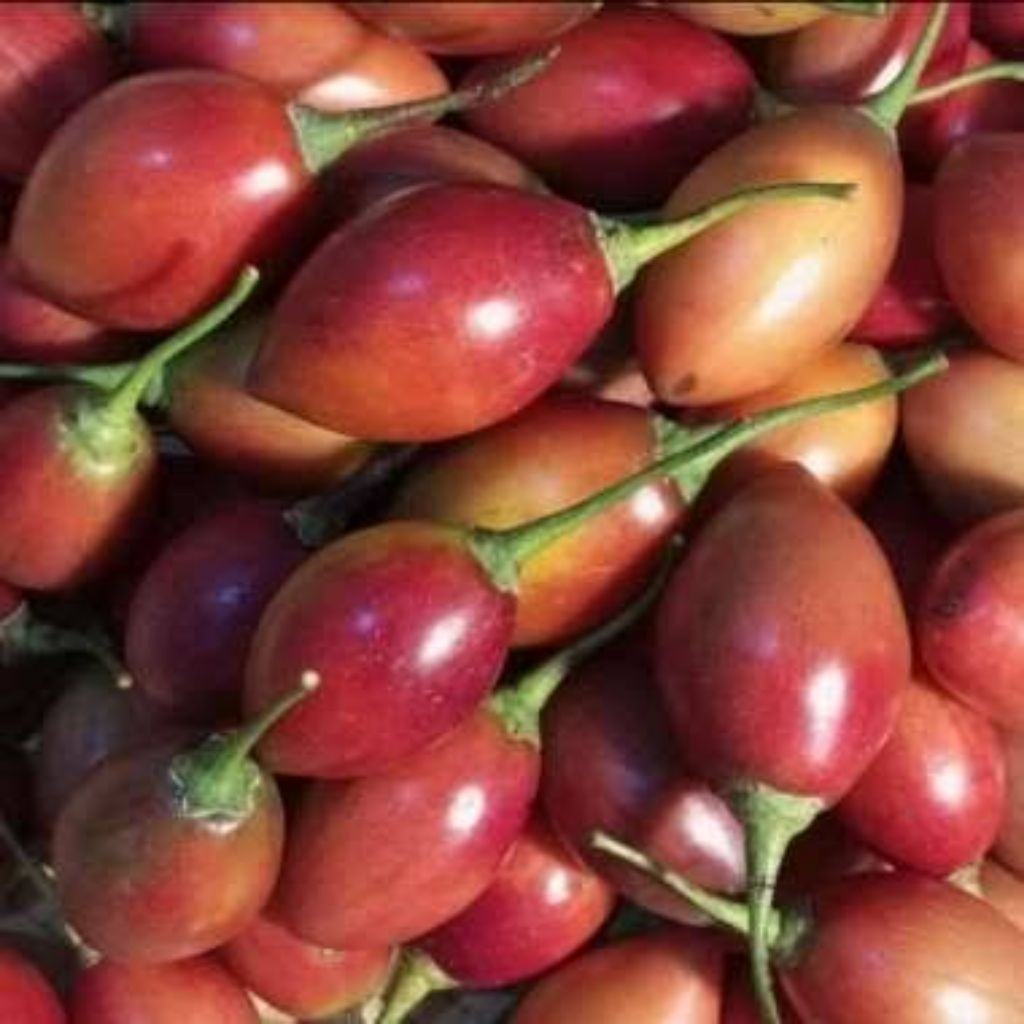 

Terong Belanda ungu atau Terong Kori segar 1 kg