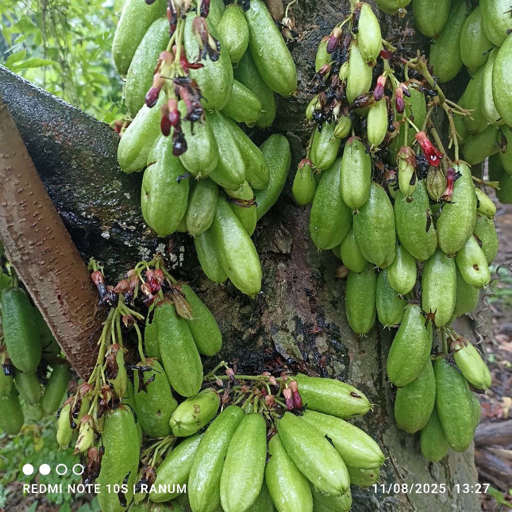 

BELIMBING WULUH PETIK POHON GA SELALU ADA