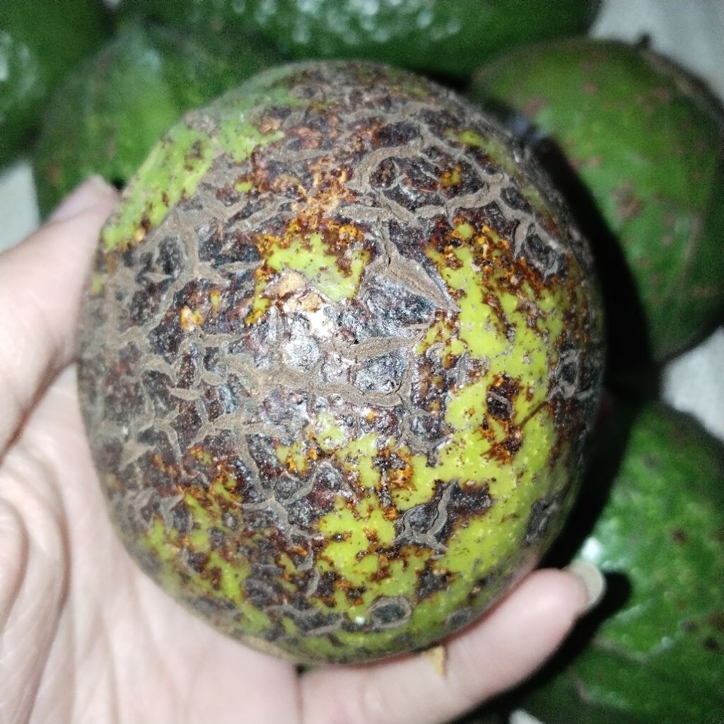 

AlpukatMentegaimferpactGradak1kgisi56masihMentahMasihFresh