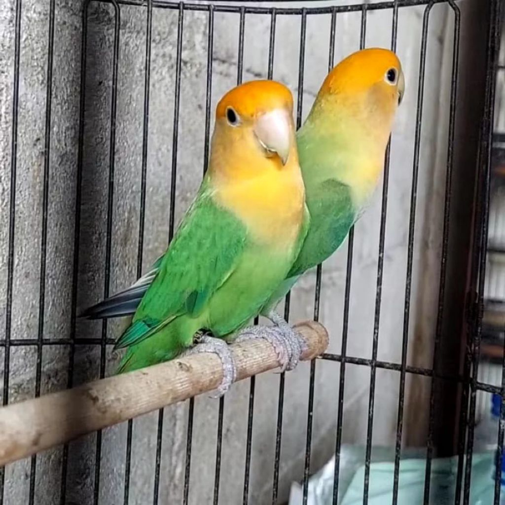 BURUNG LOVEBIRD NON KLEP YELLOW FACE