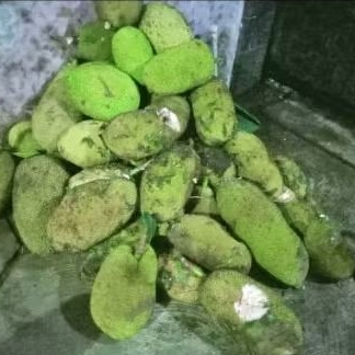 

Nangka Muda Buat sayur