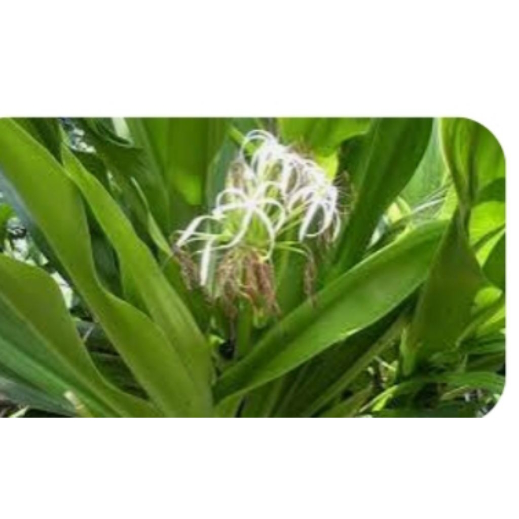 

POHON BAKUNG SATU POHON SEGAR