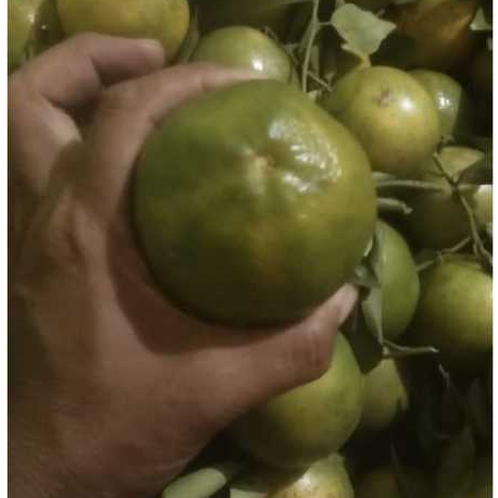 

buah jeruk manis dan segar(500gr dan 1000gr)di jamin fress dengan kualitas premium