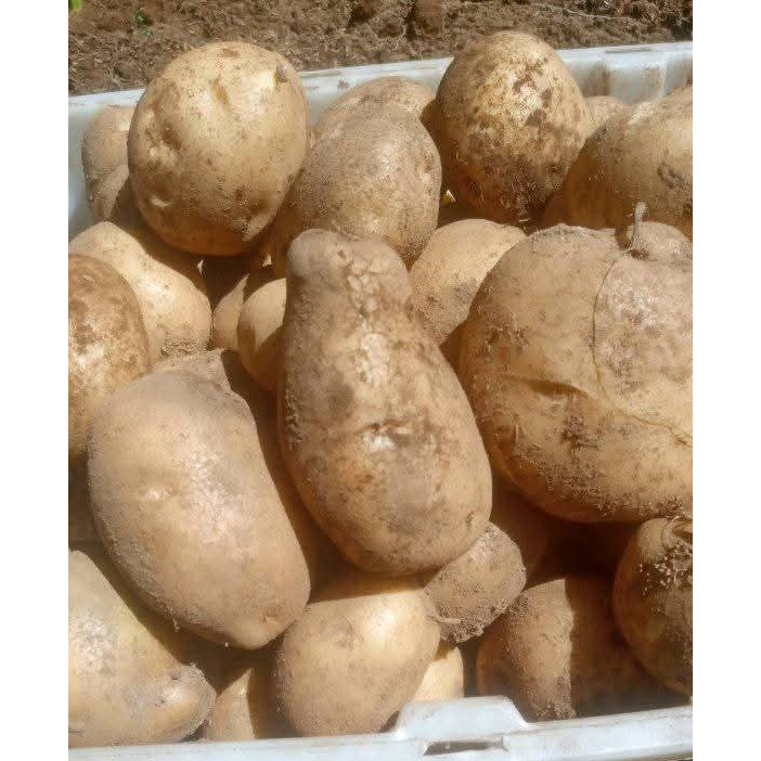 

kentang segar (500gr dan 1000gr)berukuran sedang,besar berkualitas premium