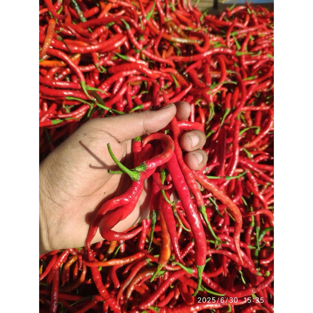 

Cabai Besar Merah Keriting 1kg