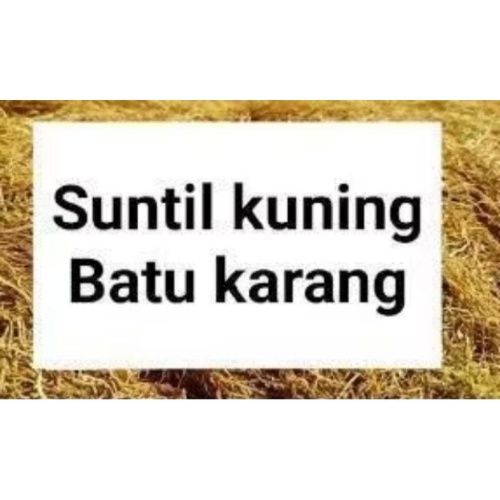 

100 gram suntil makan sirih