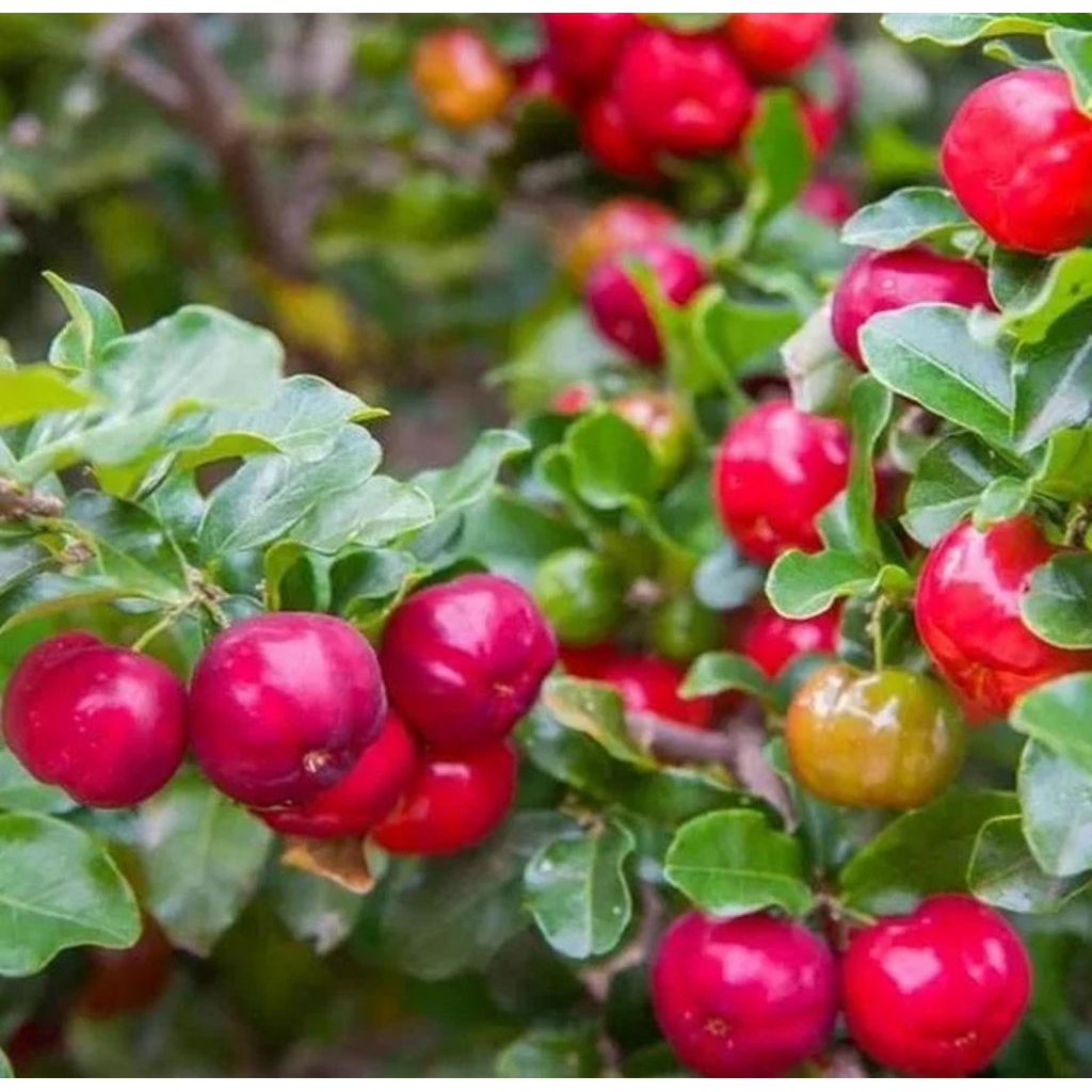 cherry jepang (sudah berbuah)