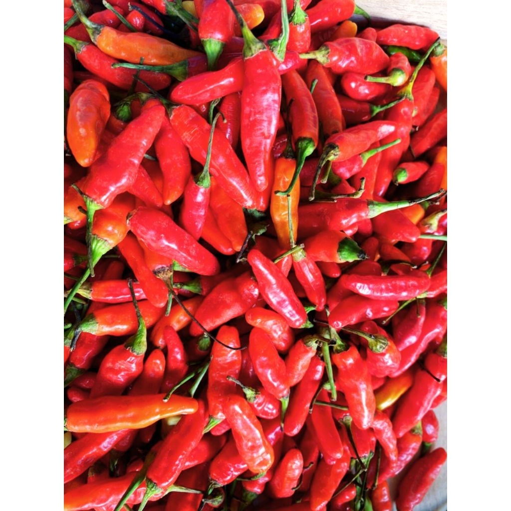 

cabai rawit merah - Cabe setan - Cabe rawit ori