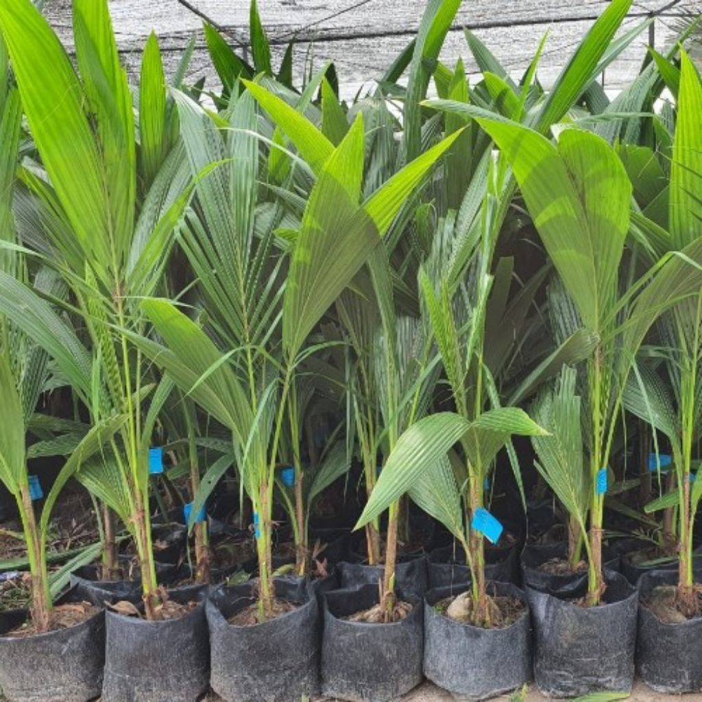 

KELAPA PANDAN HIJAU SUPERR GENJAH