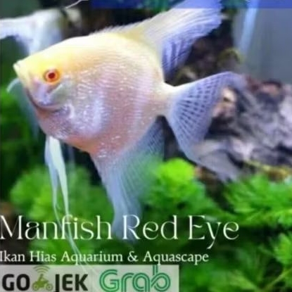 Manfish Red Eye Good Quality Hiasan Aquarium dan Aquascape