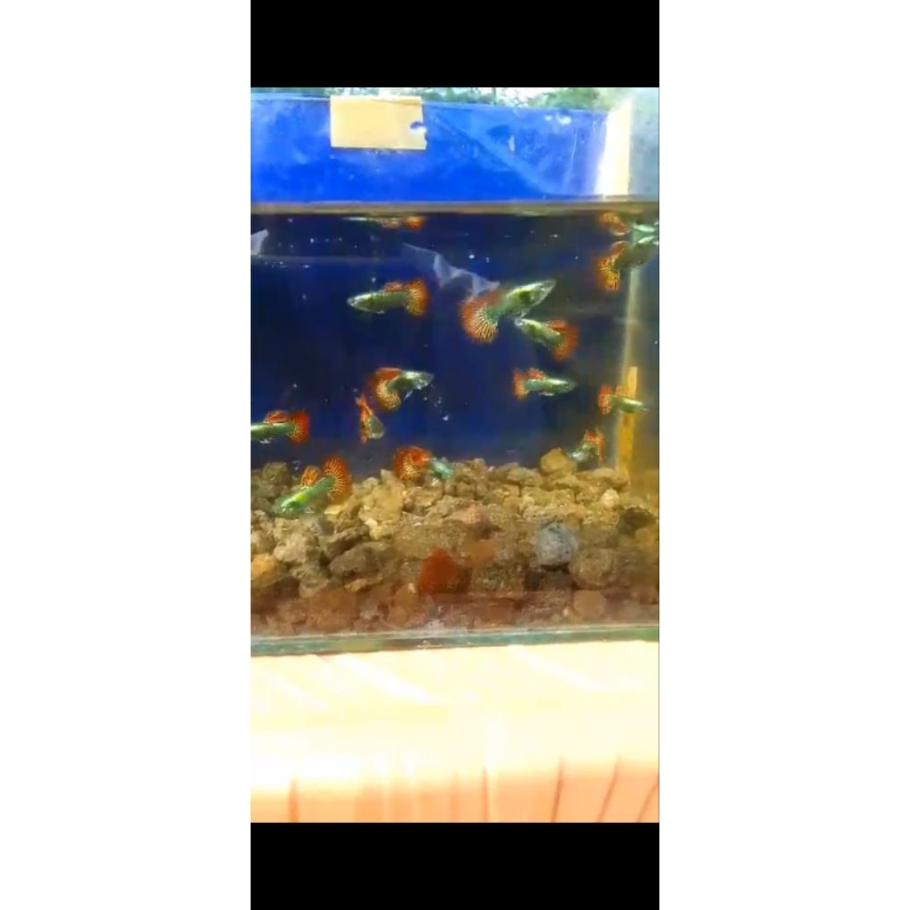 guppy.platinum.red.dragon.perpasang