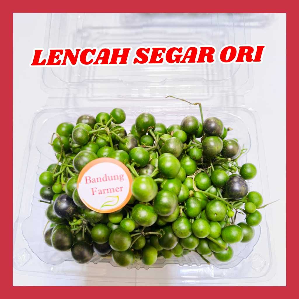 

Lencah Sayur / Sayur Leunca 100 gram sayur leunca asli ciwidey fresh