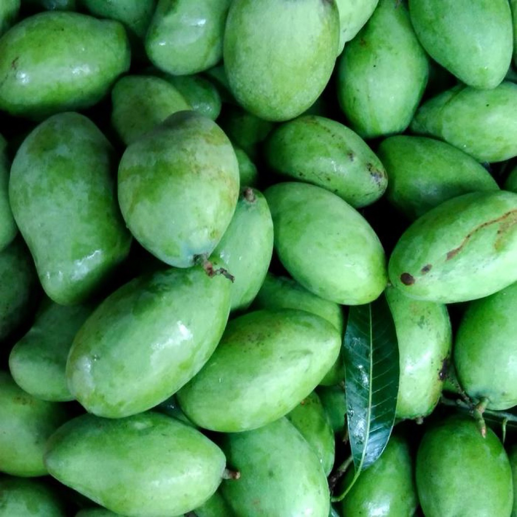 

Buah Mangga Muda | Kecut | 250gr