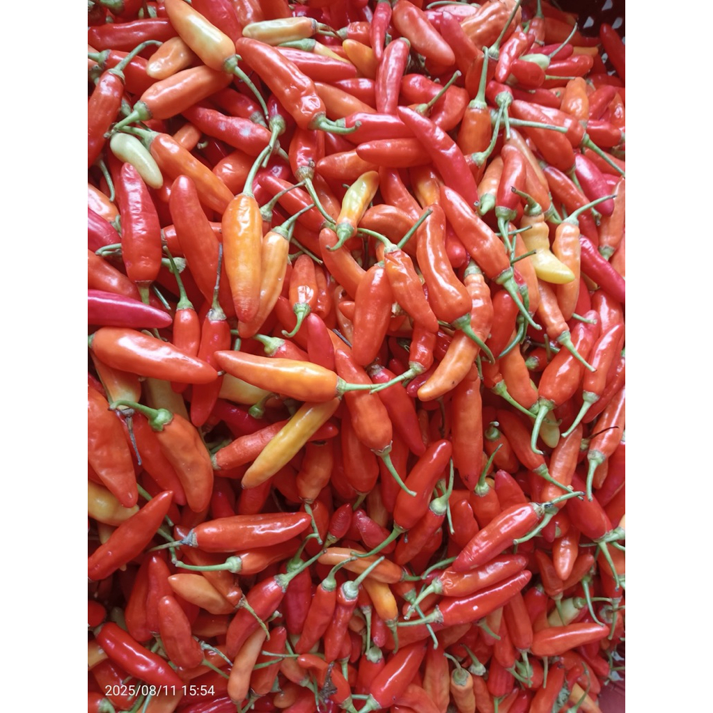 

CABE MERAH KERITING DAN RAWIT MERAH