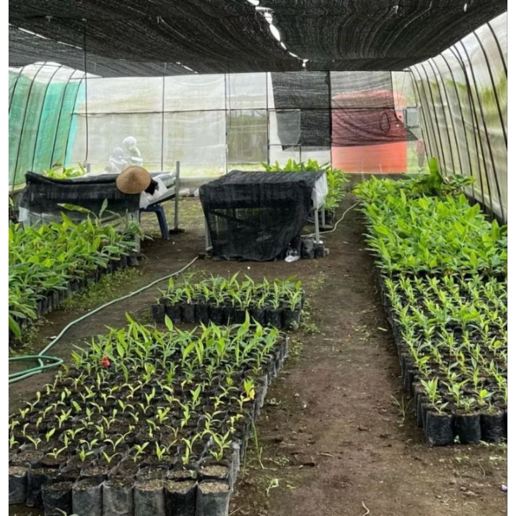 Bibit Kultur Jaringan Pisang Cavendish Cj40