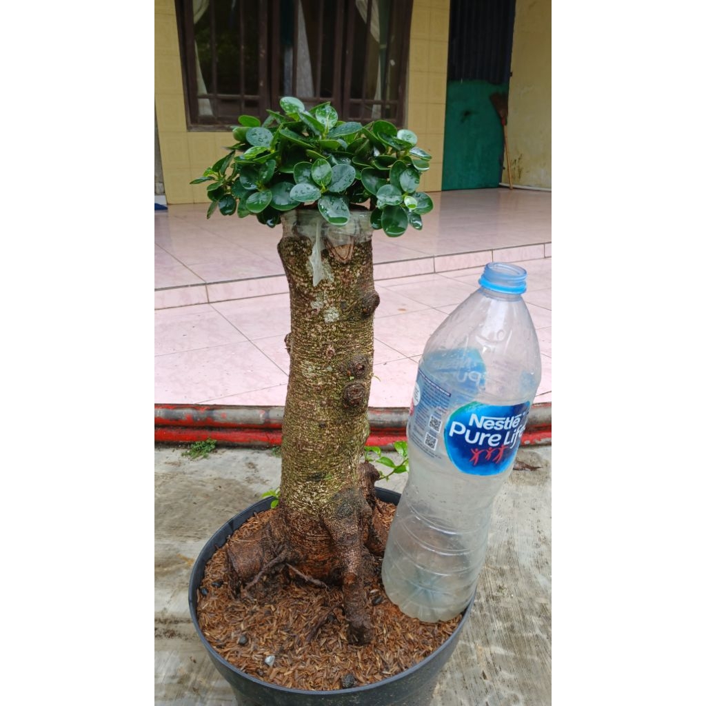 Bonsai taman kimeng dolar