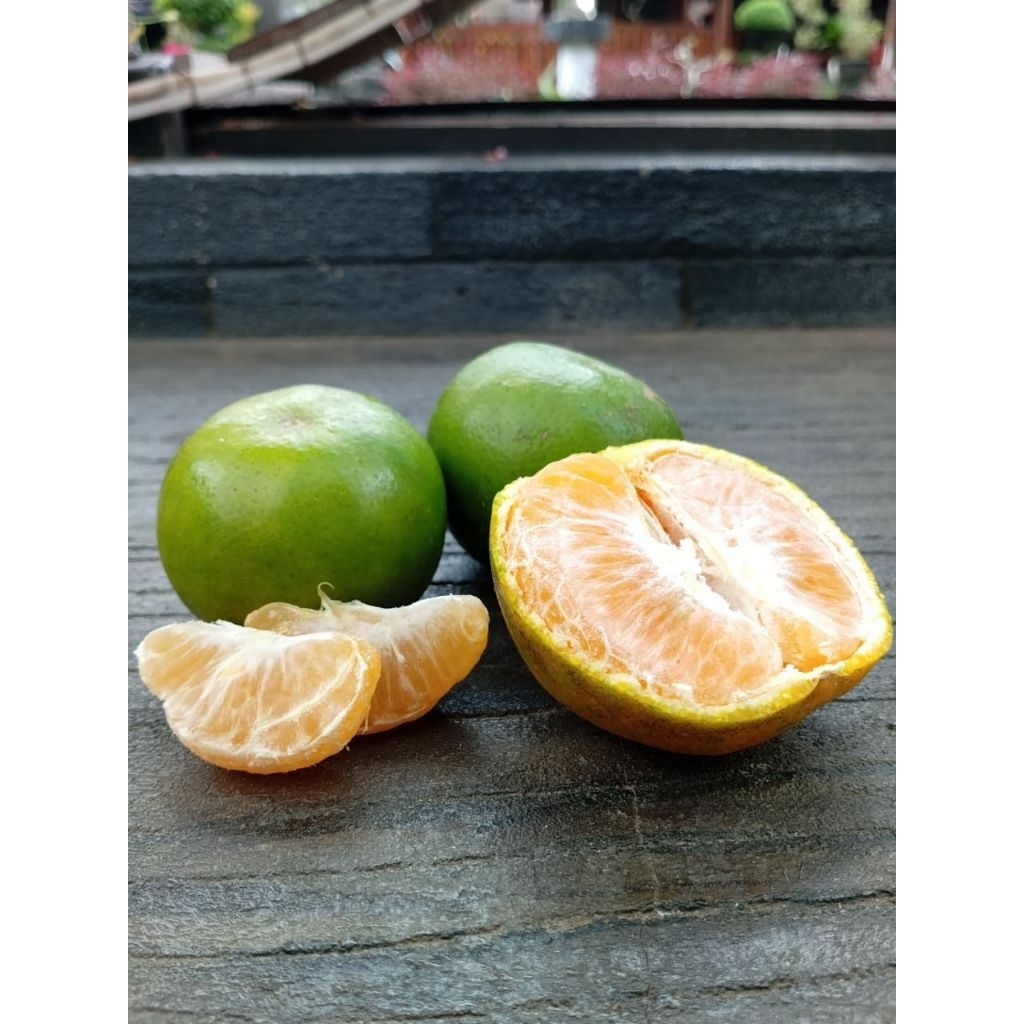 

JERUK SIAM ORGANIC SEHAT TANPA KIMIA HASIL PANEN SENDIRI