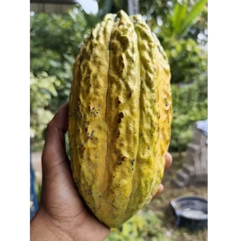 1 Buah Kakao Ijo Kajuman. Cocok Untuk pembibitan. Petik langsung dari Pohonnya