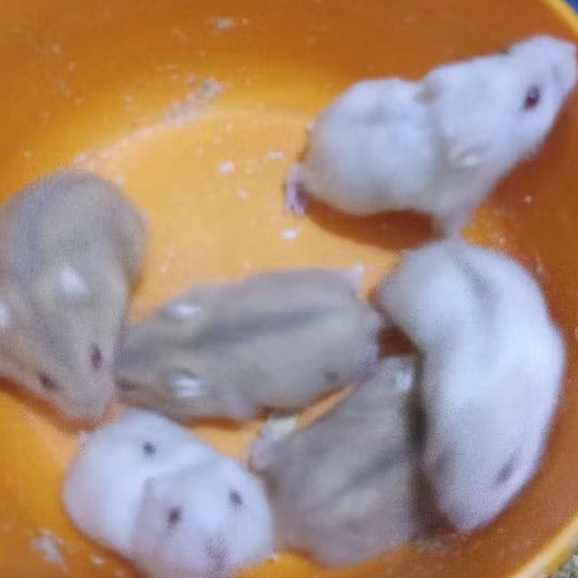 Hamster jinak winter white termurah Bekasi