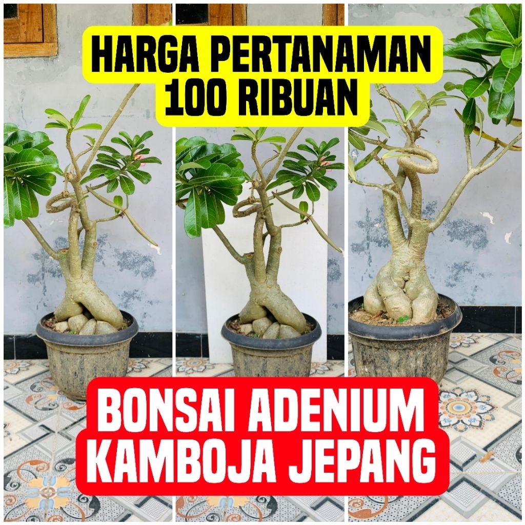 BONSAI ADENIUM KAMBOJA JEPANG UKURAN JUMBO SESUAI FOTO