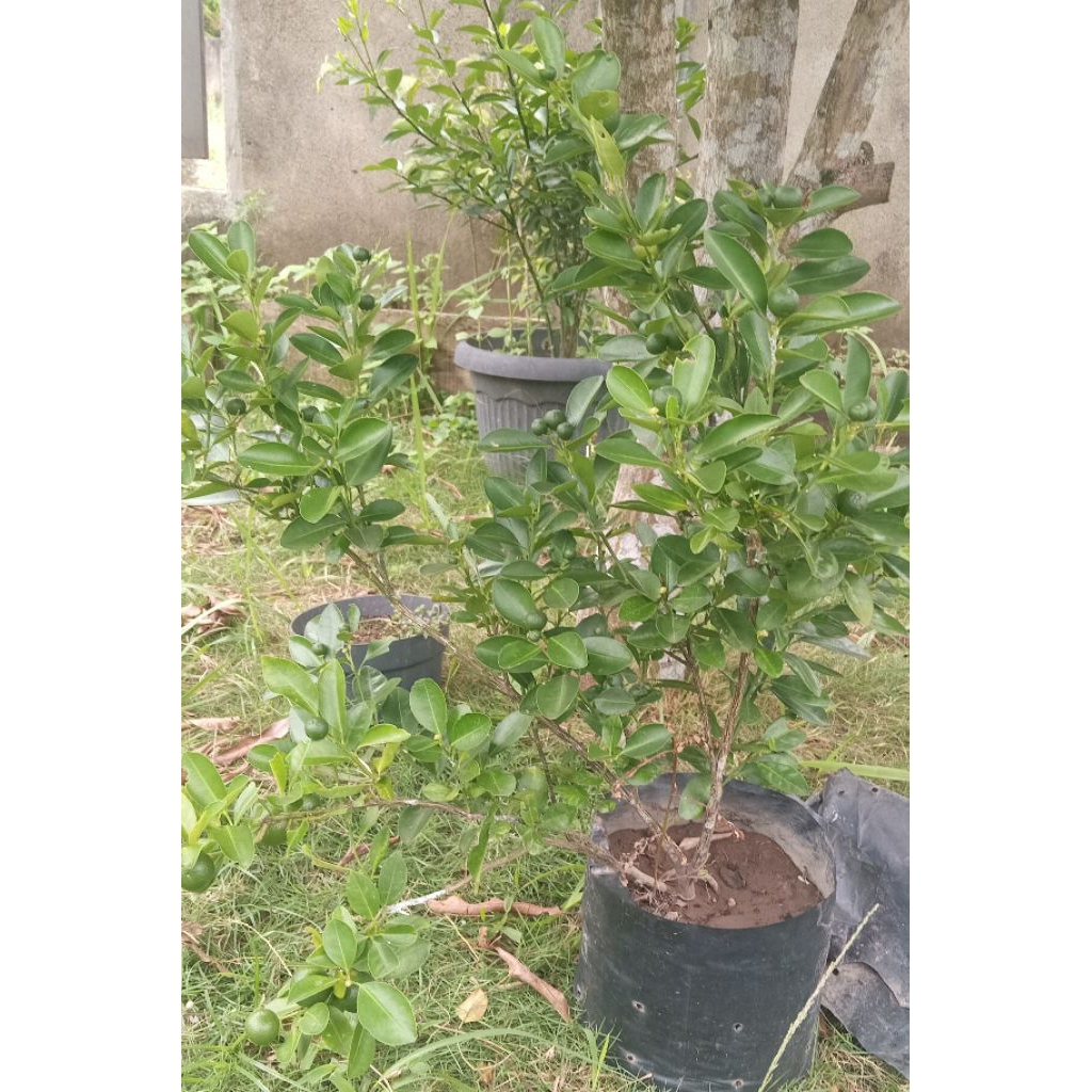 bibit jeruk kunci jeruk peras