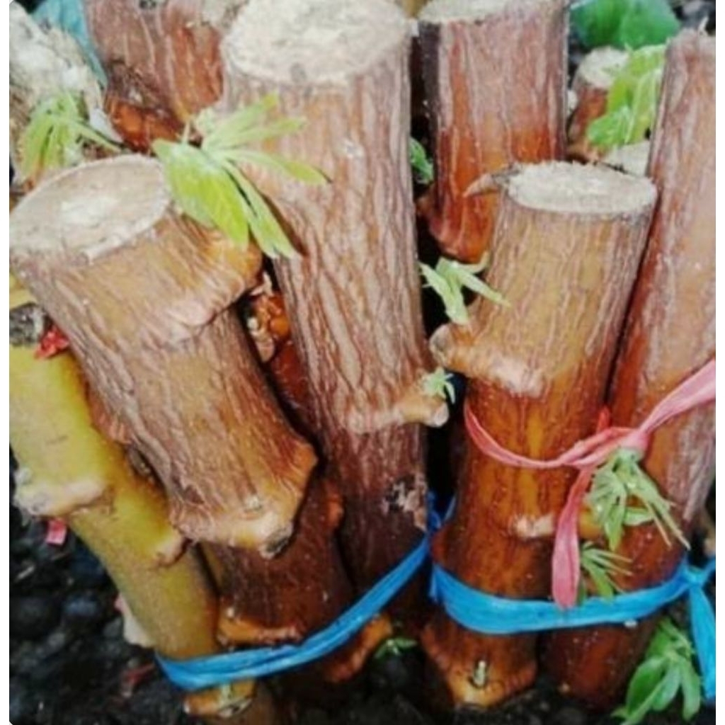 BIBIT SINGKONG 15 tingkai panjang 25cm