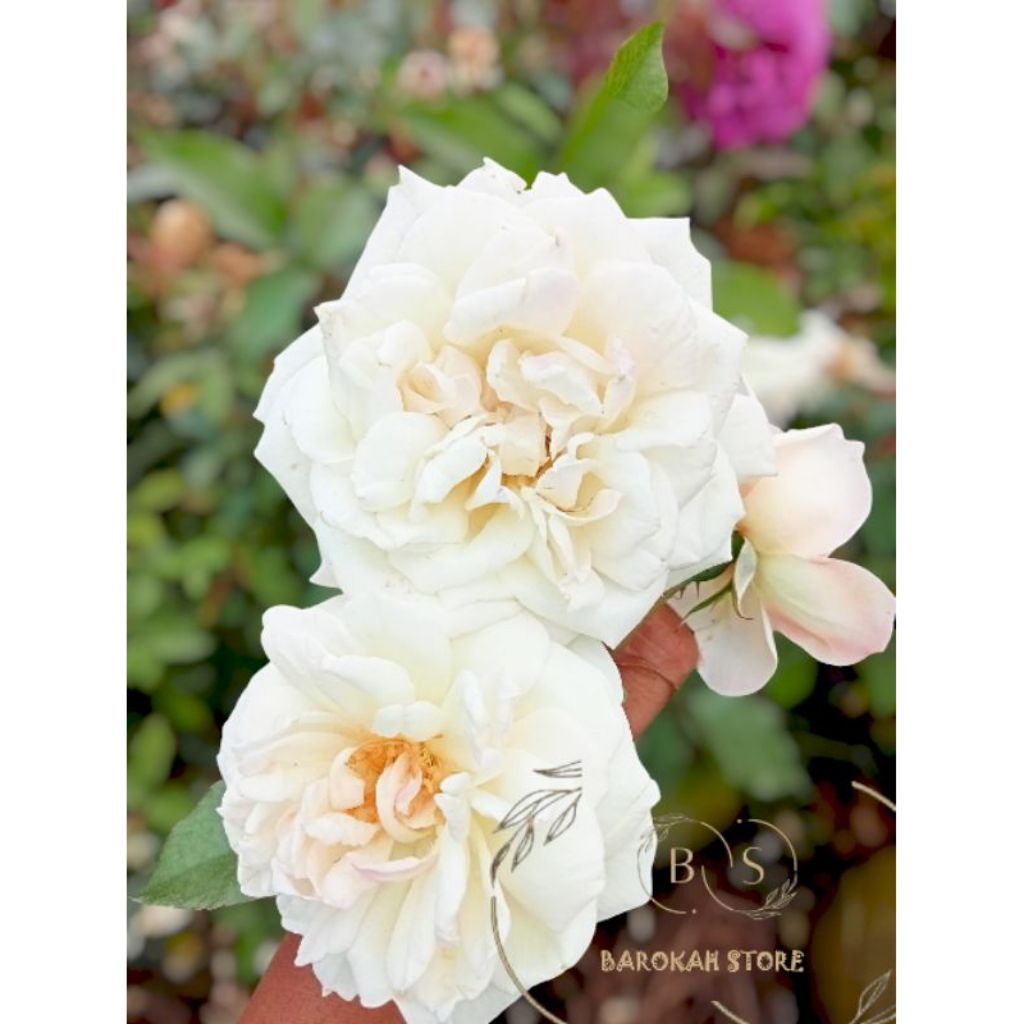 mawar kampung putih indukan murah rimbun wangi