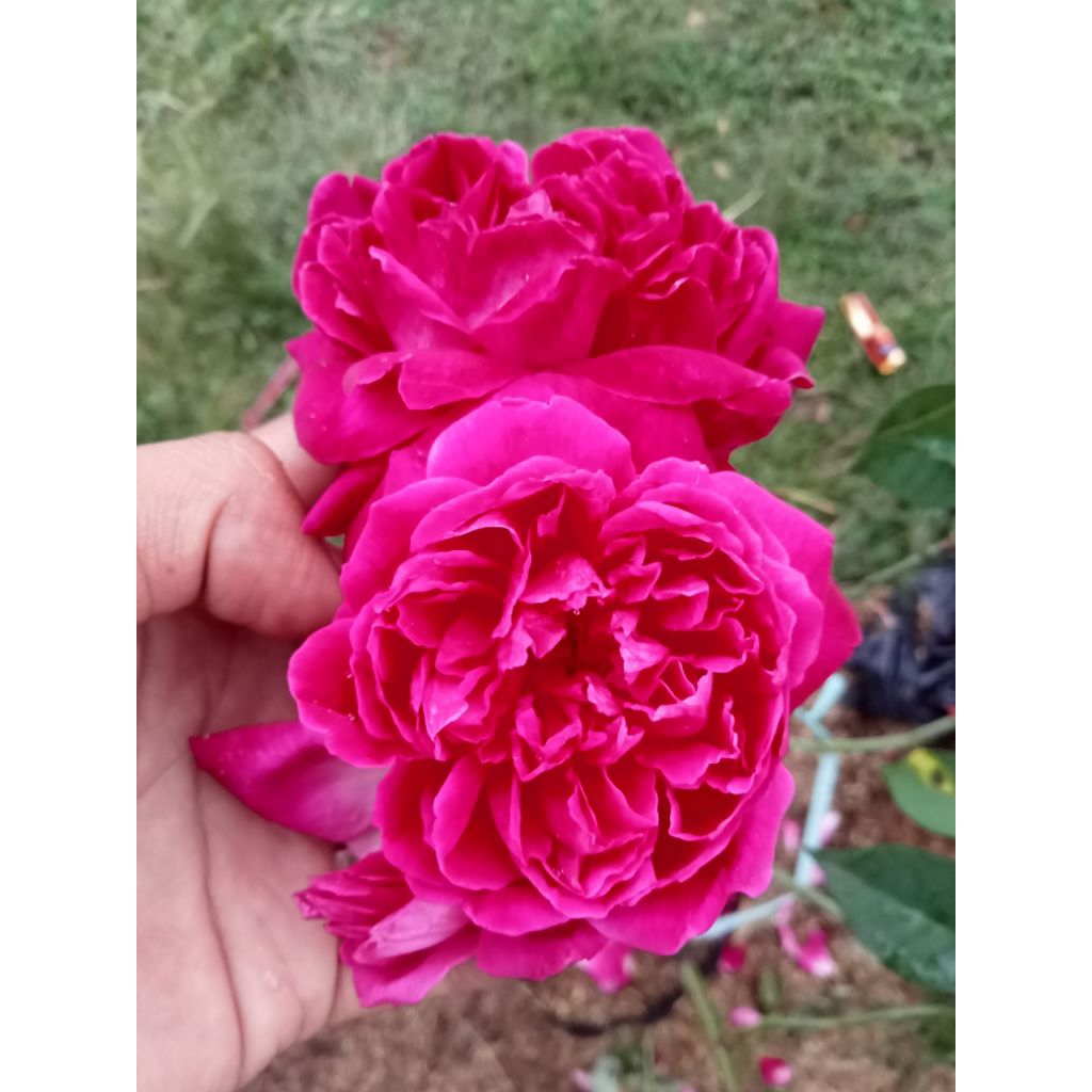 Mawar kampung Meggy/mawar rampe indukan - Tanaman hidup berbunga banyak