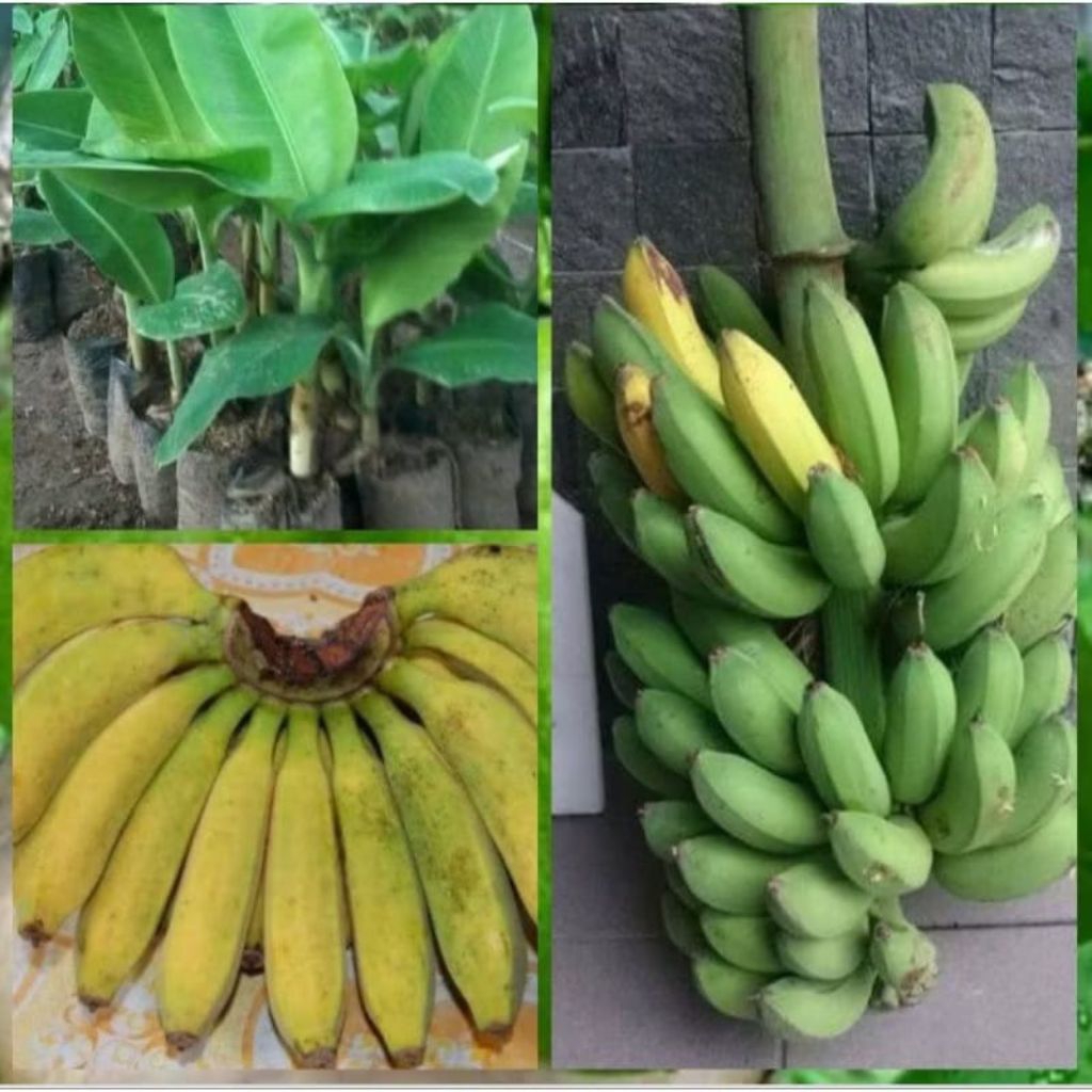 bibit pisang raja bulu