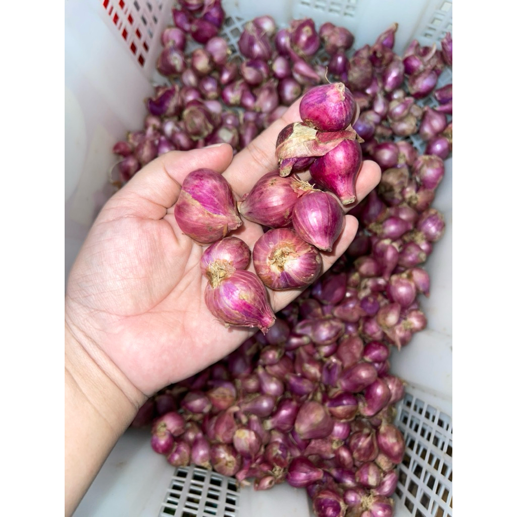 

BAWANG MERAH ASLI BESAR
