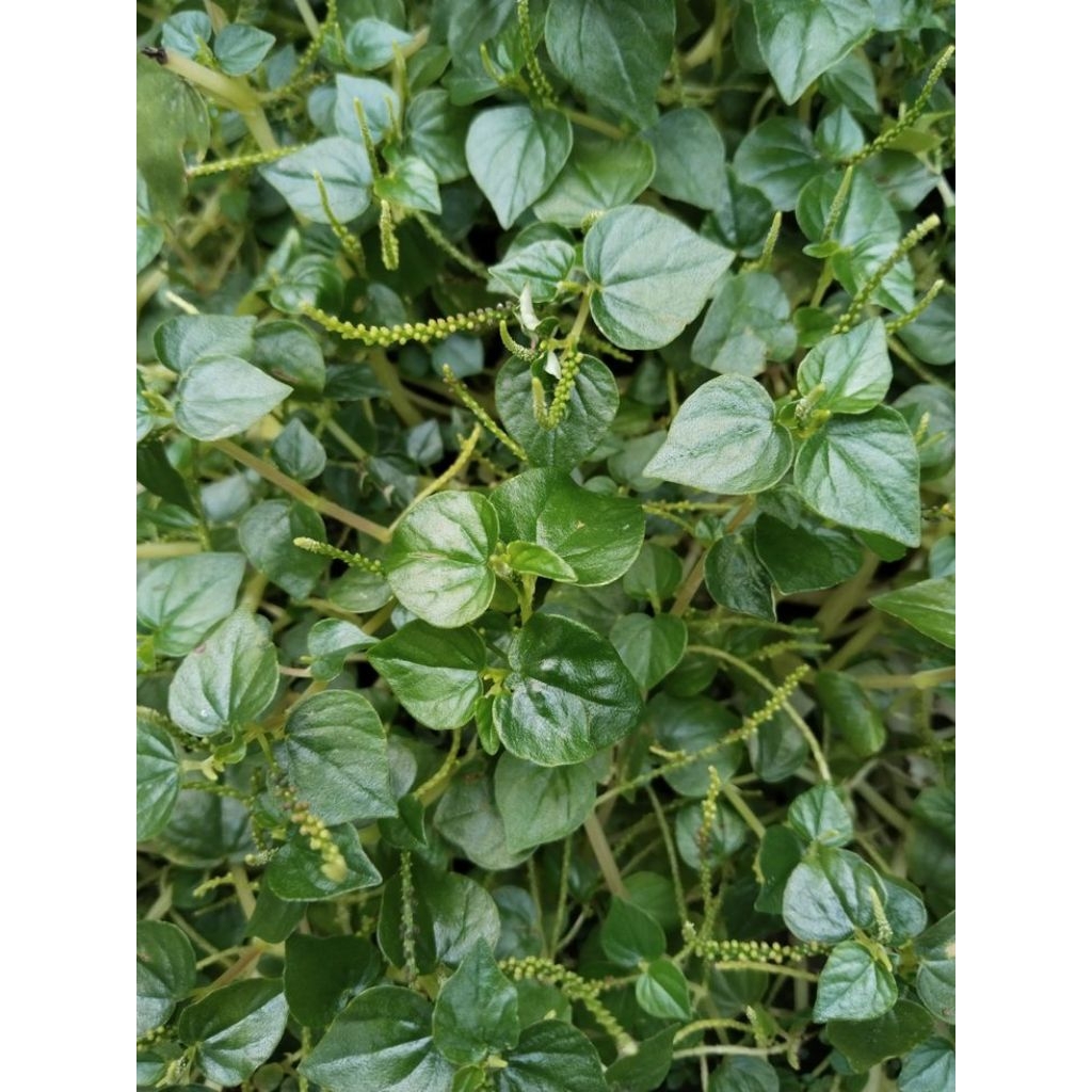 

Daun sirih cina /ketumpang air/salada cina 100 gram