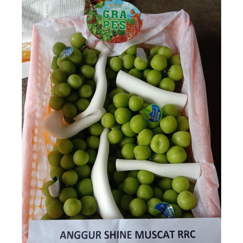 

anggur hijau muscat manis
