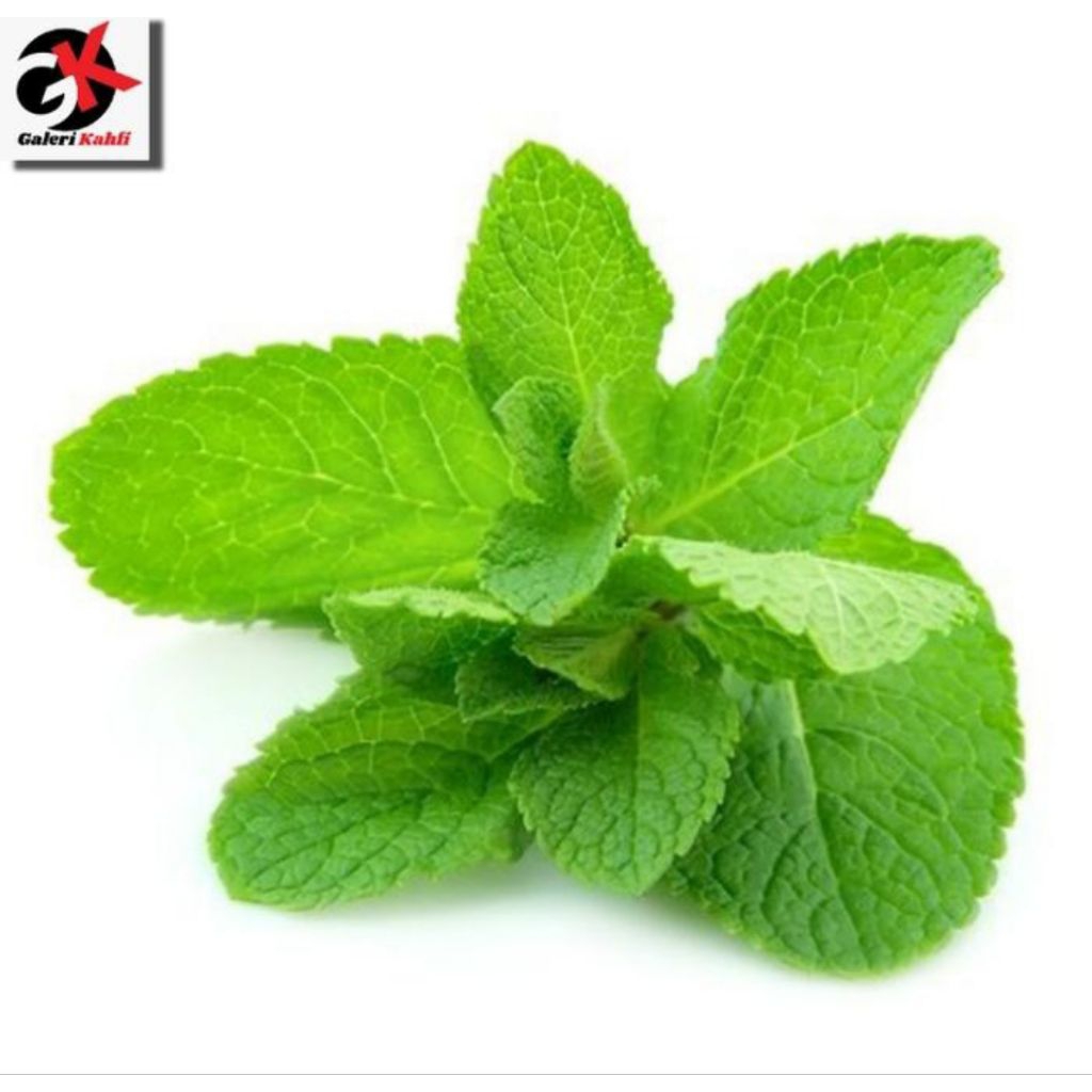 

Daun Mint Fresh dan Berkualitas - 100gr