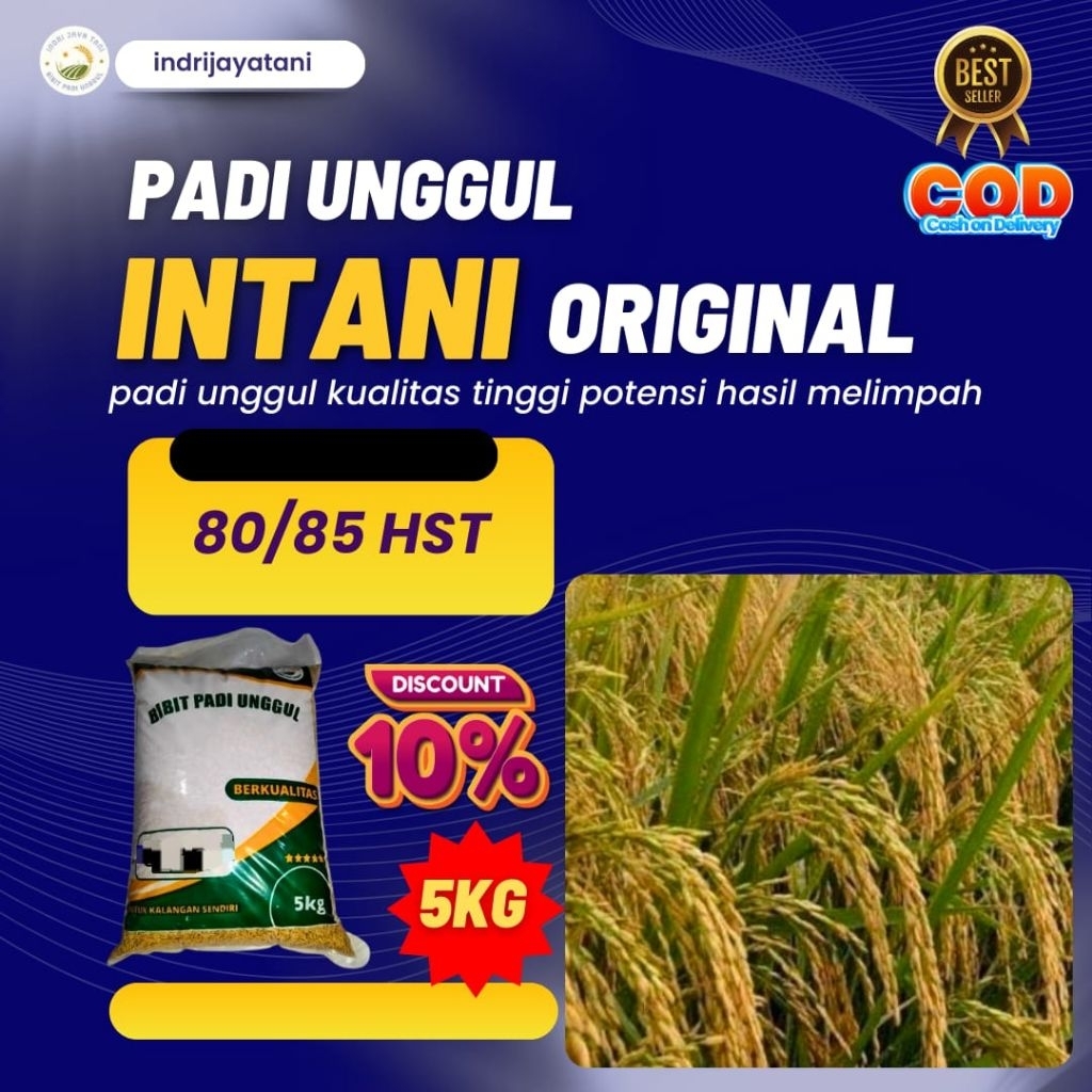 

benih PADI INTANI benih padi unggul dan berkualitas tahan terhadap rebahan 5kg