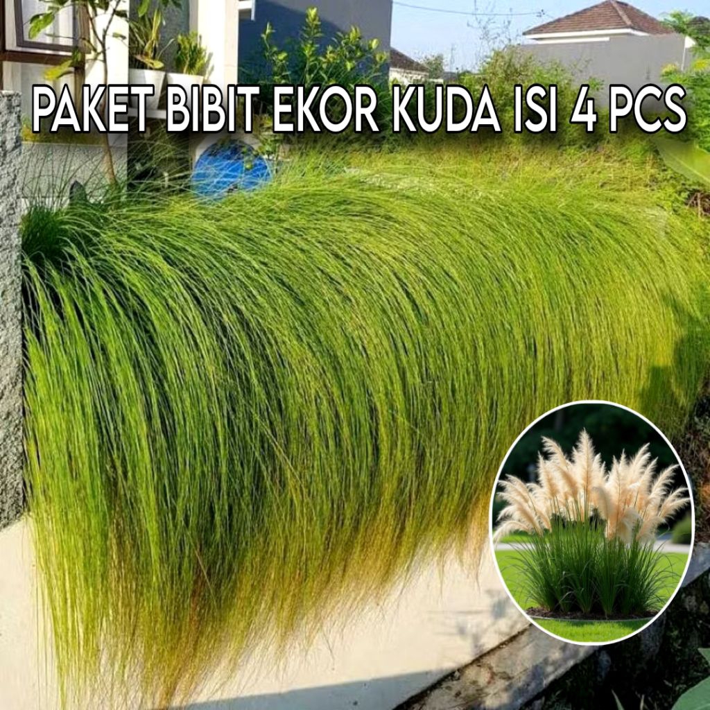 Bibit Tanaman Ekor Kuda - Paket Tanaman Alang-alang Ekor Kuda