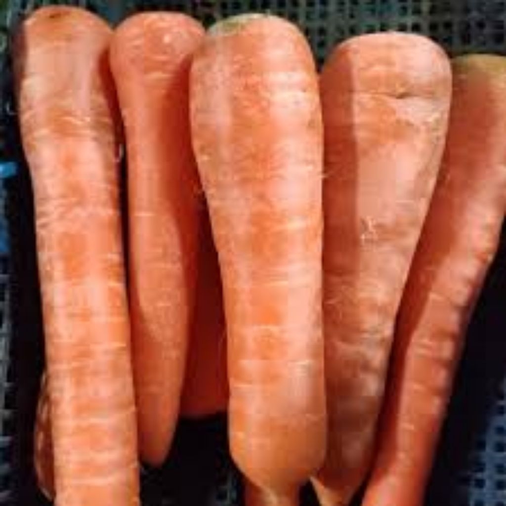 

wortel import berastagi 250 gr 500 gr 1 kg fresh murah