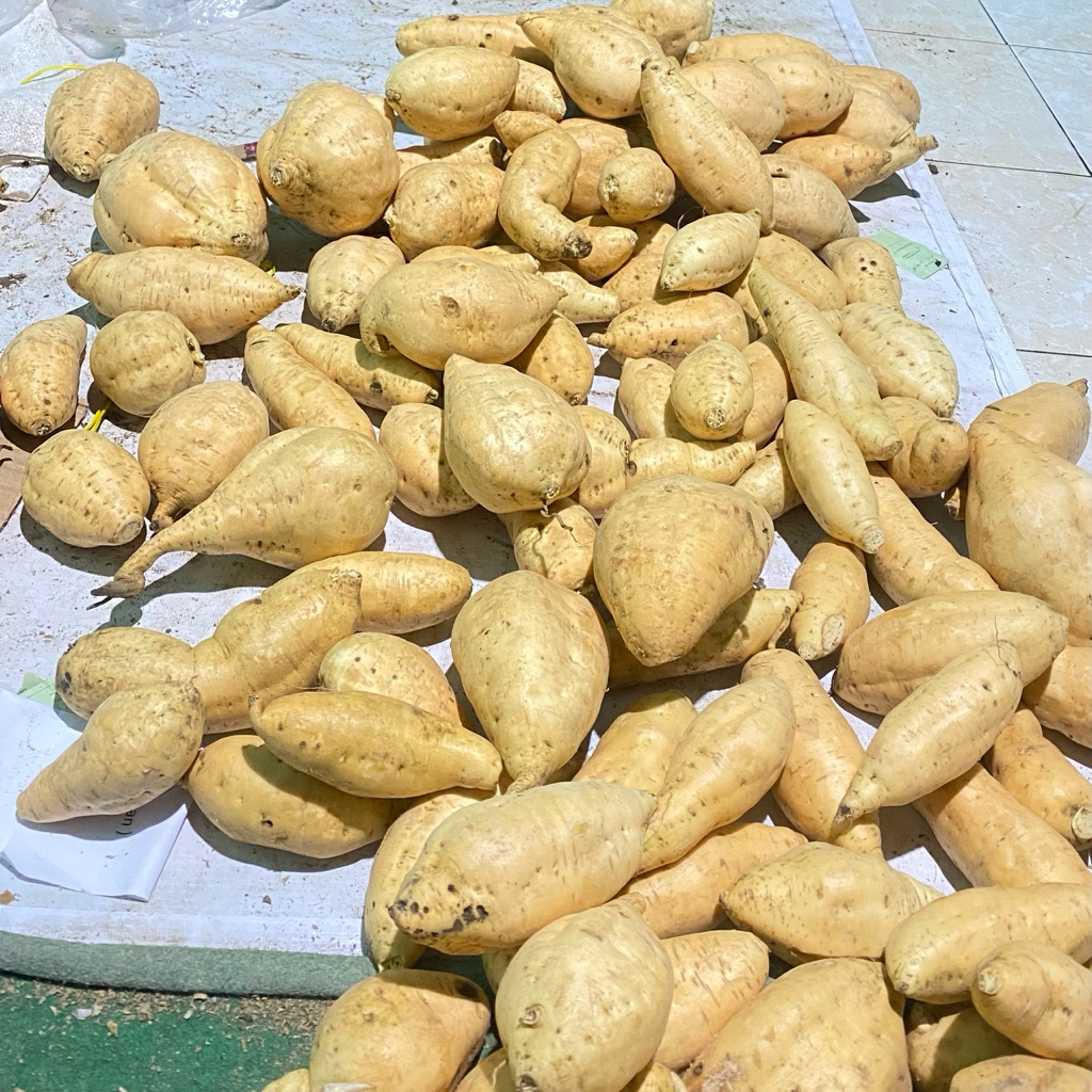 

UBI MADU CILEMBU SUPER MANIS ASLI PACET/TRAWAS MENTAH SPEK OVEN 500GRAM