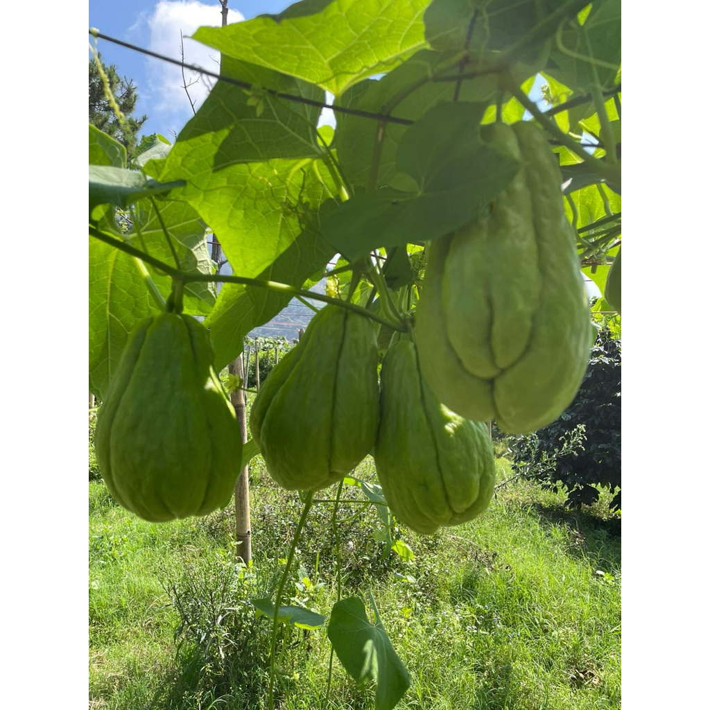 

Labu siam2kg super segar dan fresh