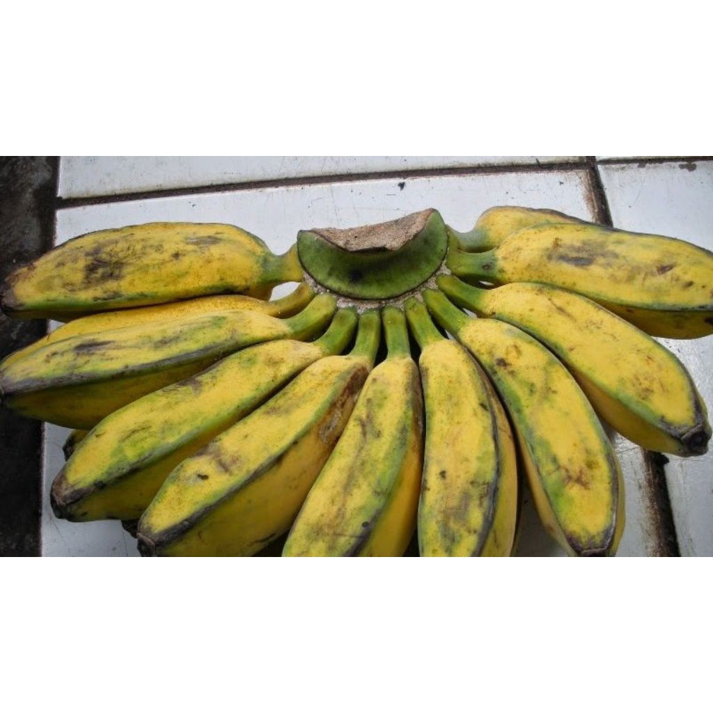 

pisang kepok 1 kg