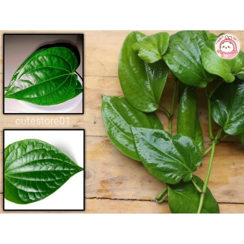 

Daun Sirih 50 Lembar