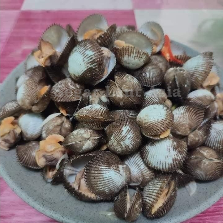 

Kerang Bulu Segar 1Kg kerang Bulu Utuh