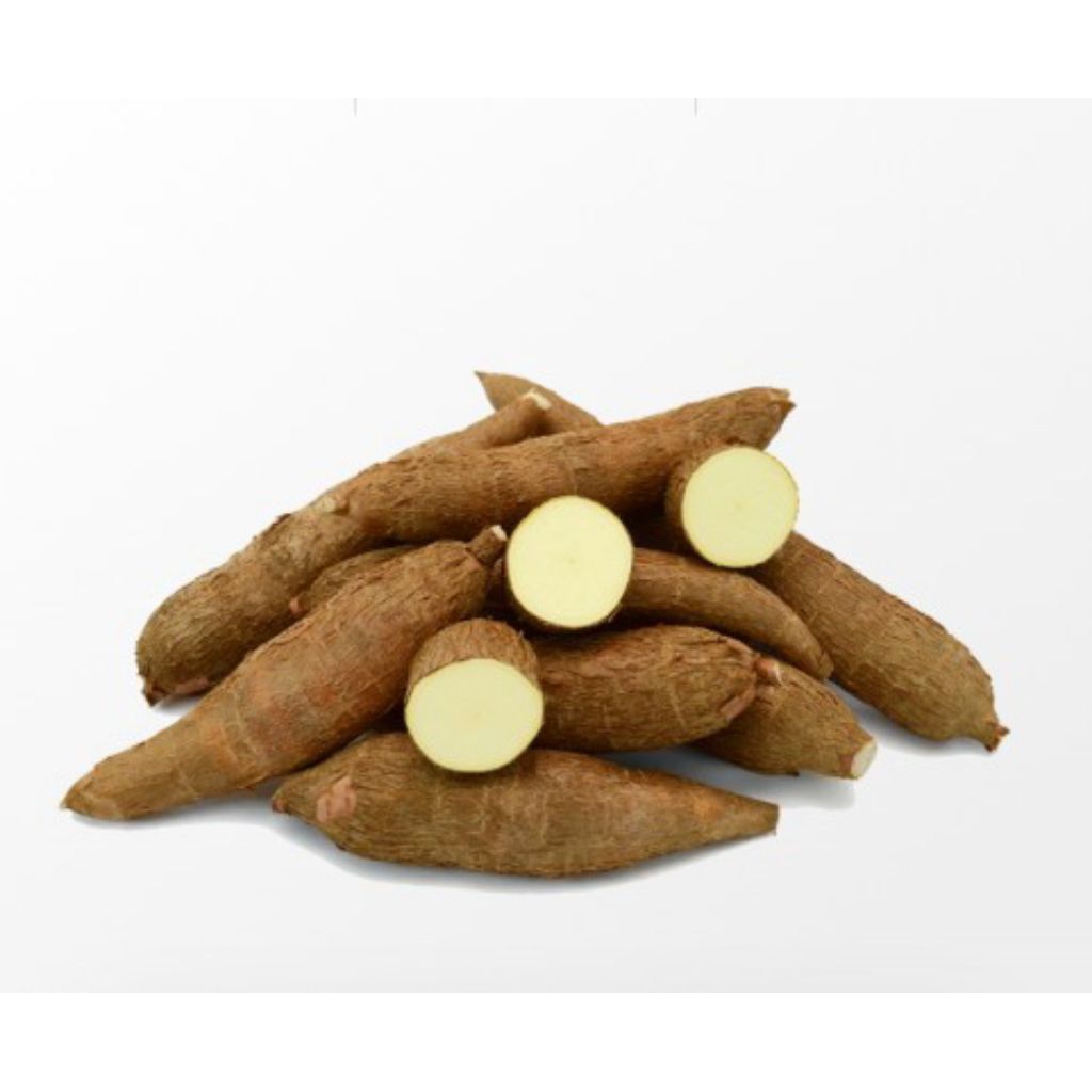 

pohong/singkong kuning pasuruan punel petik pohon