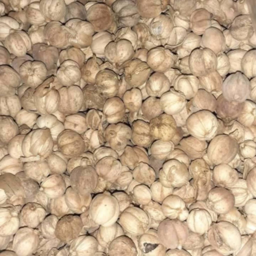 

100gram kapoul kering segar